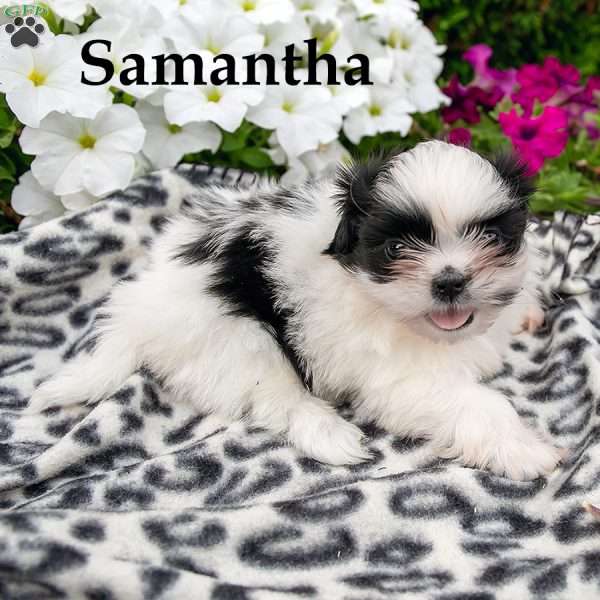 Smanatha, Shih Tzu Puppy